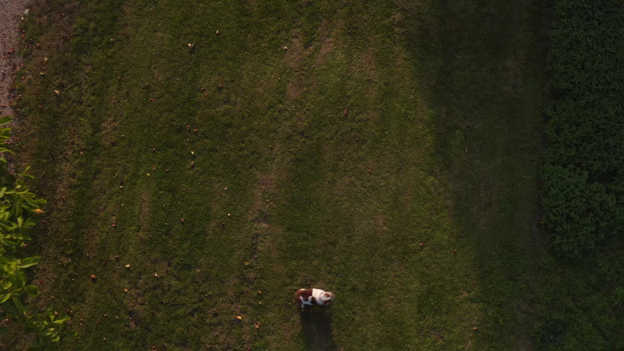 Ripresa aerea con drone di due bulldog domestici che giocano insieme sull'erba