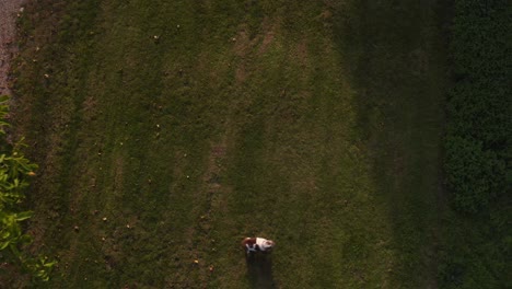 Drohnen-Luftaufnahme-Von-Zwei-Haustierbulldoggen,-Die-Zusammen-Auf-Gras-Spielen