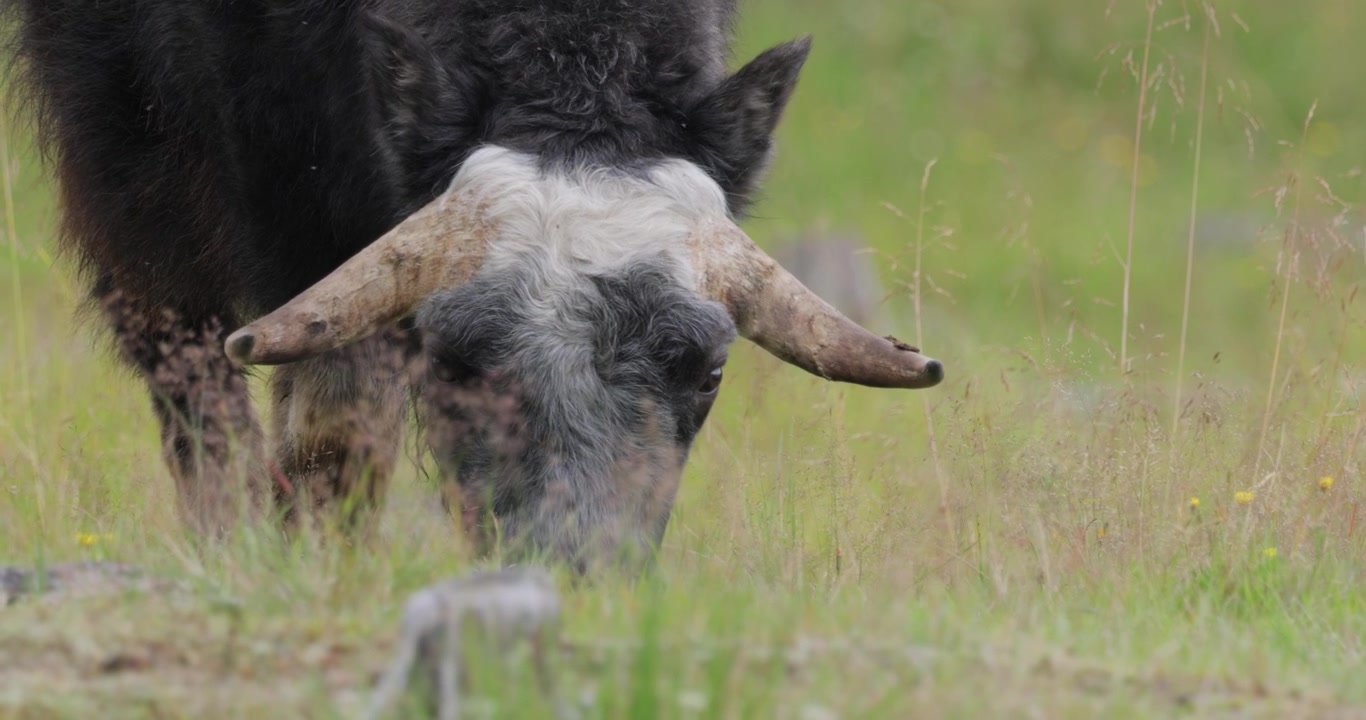 Bue muschiato (Ovibos moschatus, in latino bue-pecora muschiato), anche scritto musk ox e musk-ox, plurale muskoxen o musk oxen, è un mammifero ungulato della famiglia dei Bovidi