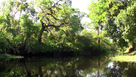 POV-shot-traveling-through-a-swamp-in-the-Everglades-1