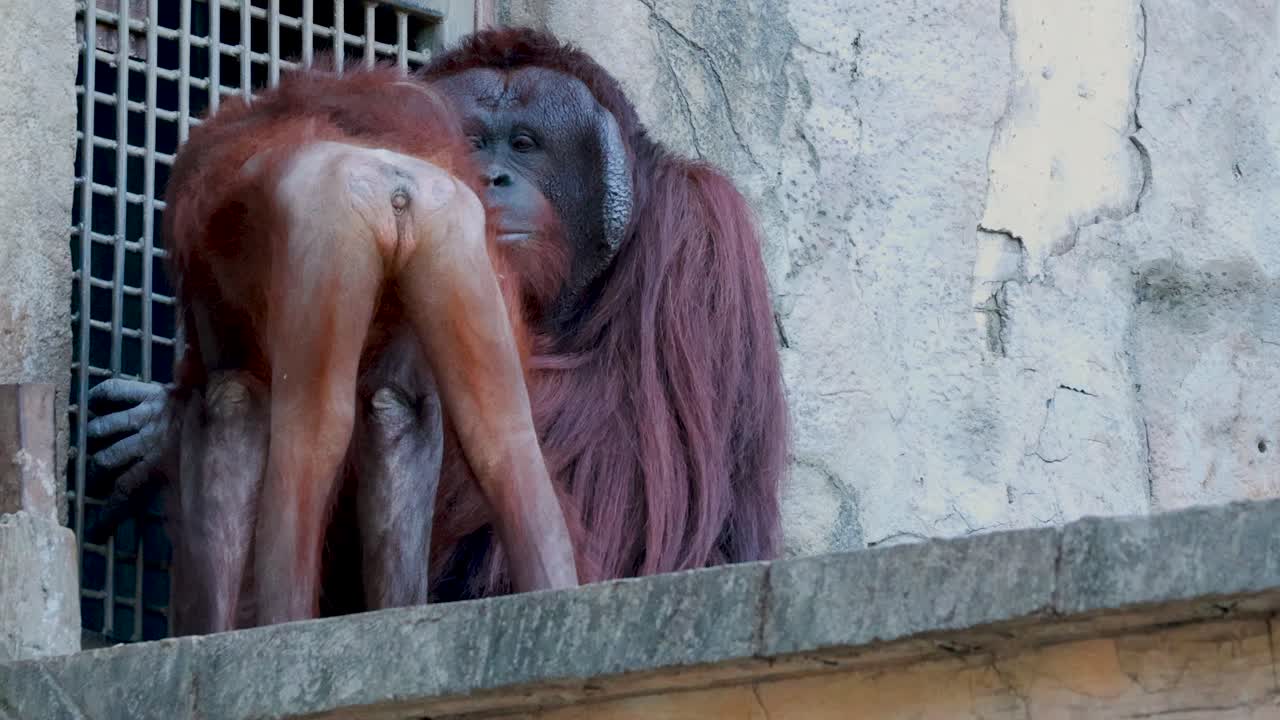 orangután interactuando con el entorno del zoológico