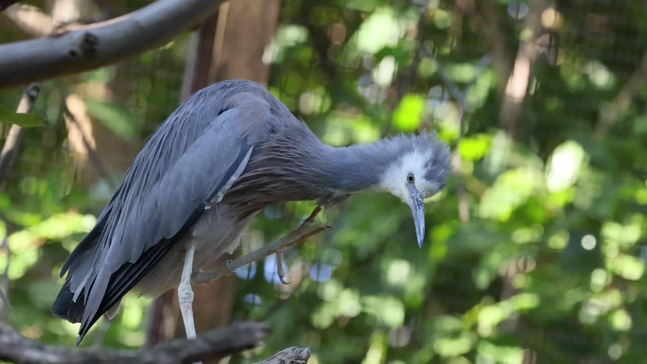 A heron perched on a branch, intently watching its surroundings in a lush, green environment.