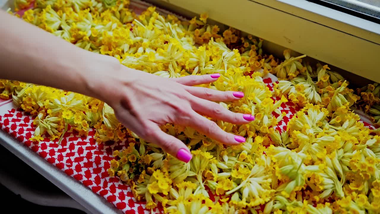 Gentle slow motion shot of woman preparing homemade herbal cowslip tea, daylight
