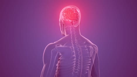animación del cerebro hecha de escrituras tecnológicas sobre un modelo giratorio del cuerpo humano