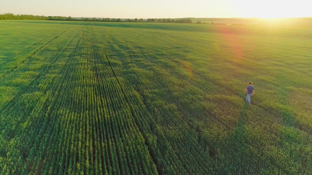 Video aereo di un campo agricolo con grano.