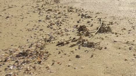 a crab running along the beach in slow motion