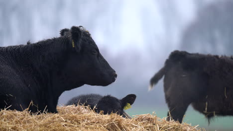 black angus cattle grazing on straw feed in cold winter, agricultural farming