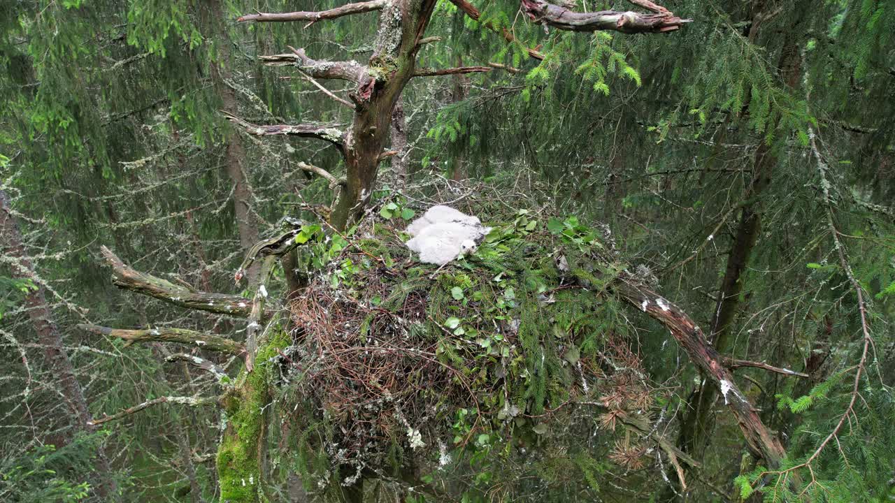 Northern goshawk Accipiter gentilis chicks in nest in forest canopy Norway spring