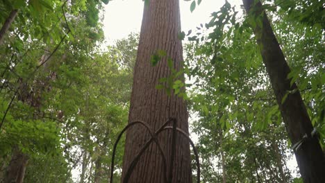 Looking up giant tree in forest