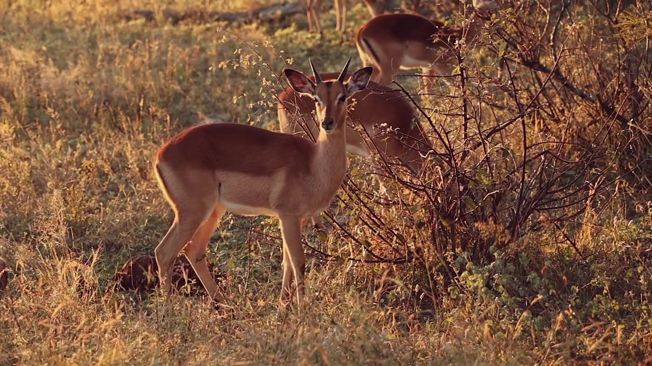 Giovane impala maschio cammina attraverso la prateria all'ora d'oro, ripresa panoramica