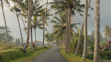 pov-driving-on-tropical-island-with-rice-fields-in-morning-mist-4k-vacation-concept