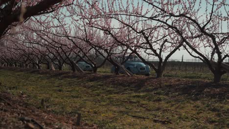 Dargestellt-Ist-Eine-Von-Blühenden-Bäumen-Gesäumte-Landstraße,-Auf-Der-Nacheinander-Retro-Autos-Fahren