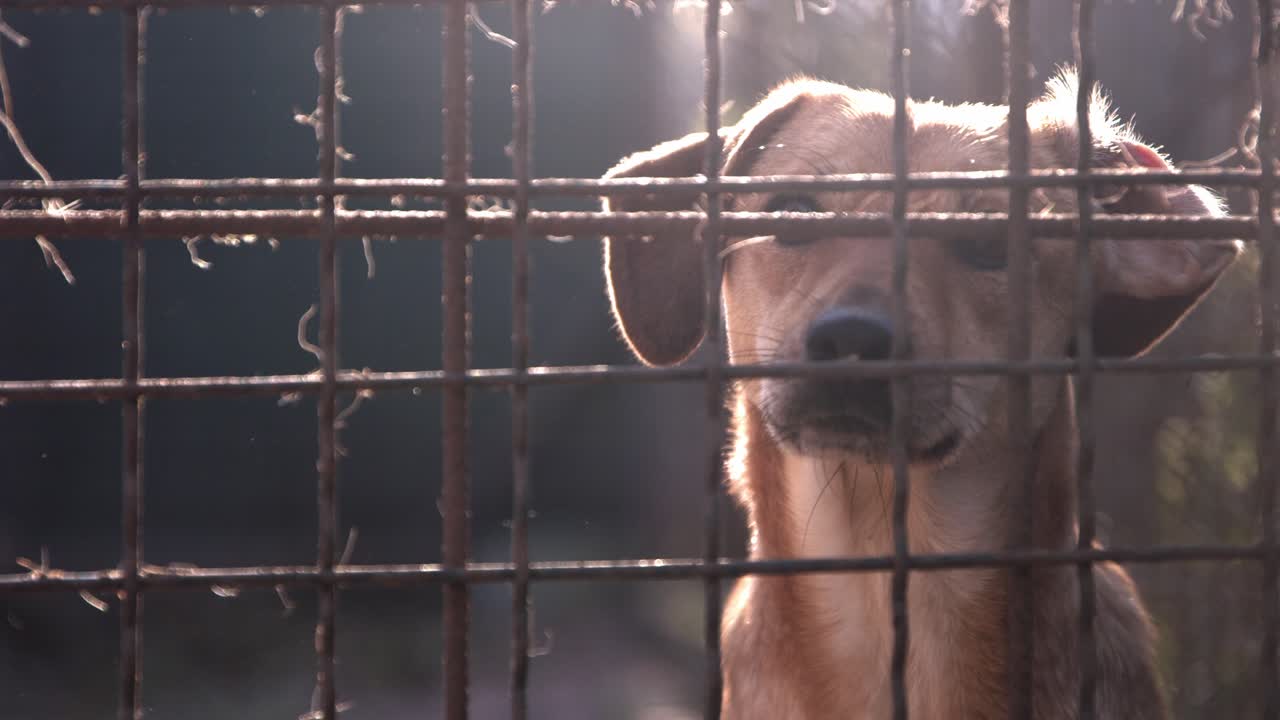 Slow motion footage of a dog behind a fence wagging it's tail in the morning sun