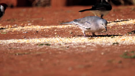 walking dove eating corn on the ground caatinga slow motion