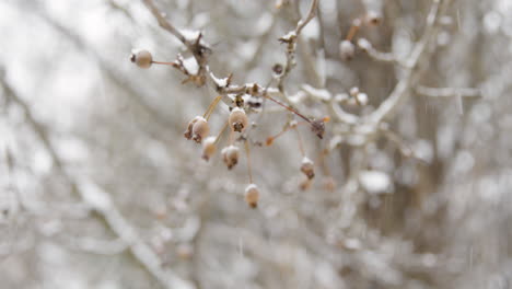 Tree-Branch-in-Snow-with-Berries---Slow-Motion-Panning