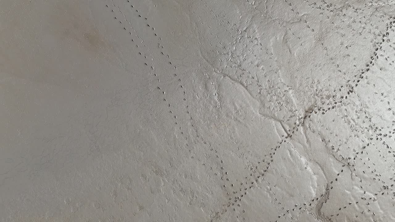 Overhead birds eye drone aerial view Seagull footprints on beach Somerset England