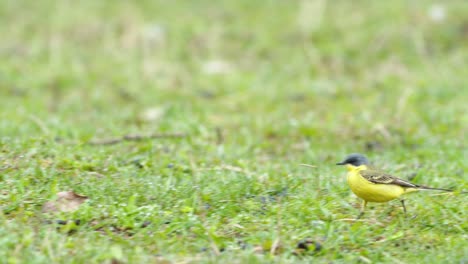 pájaro de cola amarilla caminando sobre la hierba y buscando bichos de comida