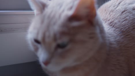 gato doméstico esponjoso de pie cerca de la ventana, vista de cerca