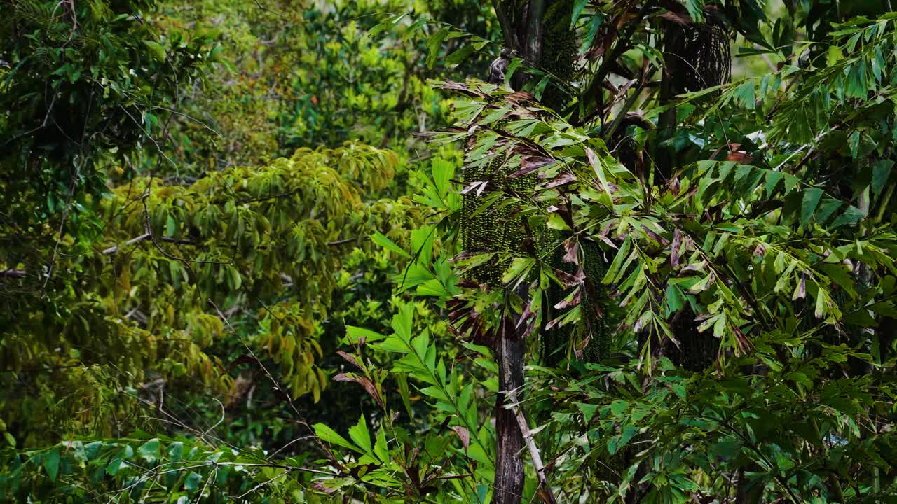 아시아 정글에서 피쉬 테일 팜으로 알려진 caryota mitis의 설 익은 녹색 과일