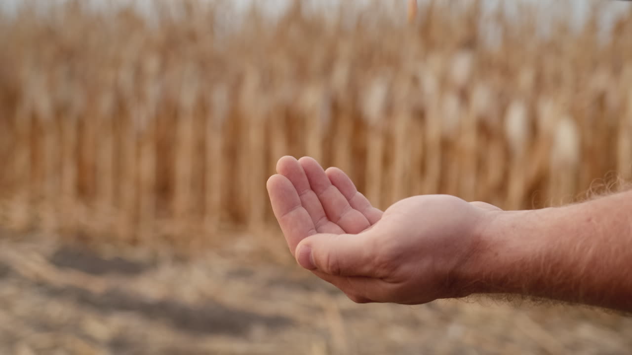 Farmer pours grain on stands in the field