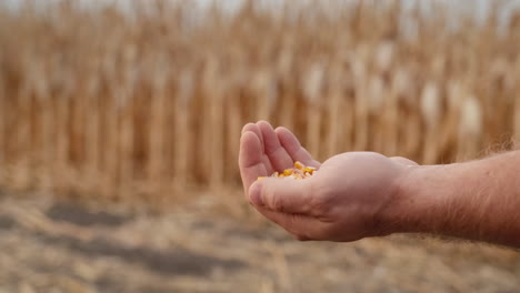 granjero vierte grano en puestos en el campo