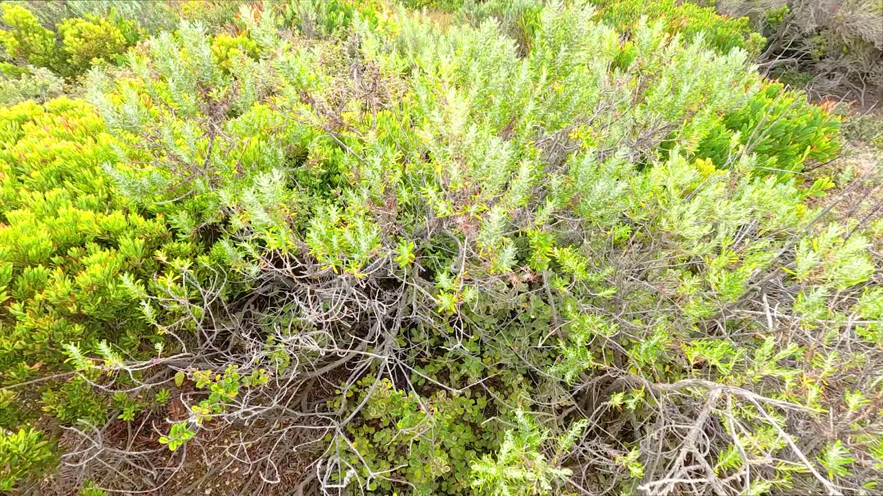 Vibrant green shrubs captured in bright daylight near Aireys Inlet, showcasing natural coastal flora in Great Ocean Road