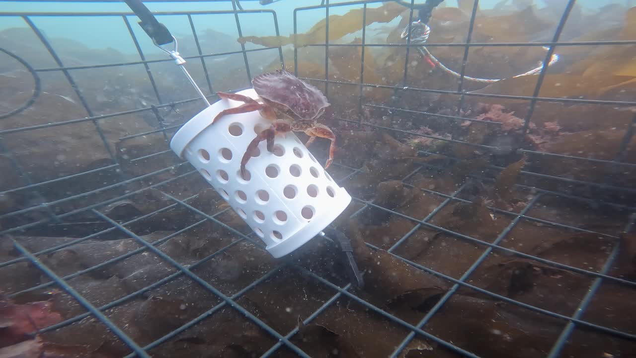 Underwater footage of a crab eating bait out of a crab trap
