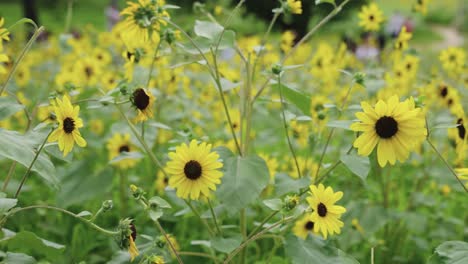 Nahaufnahme-Von-Kleinen-Sonnenblumen-Im-Feld-Während-Des-Japanischen-Sommers