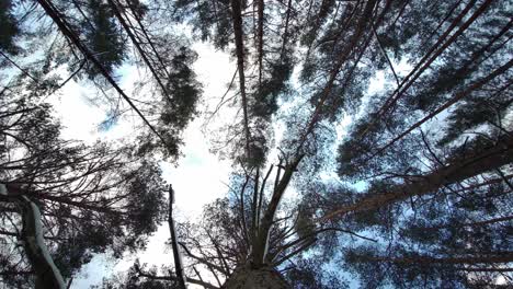 Pinos-Que-Soplan-En-El-Viento-Con-Fondo-De-Cielo-Azul,-Vista-Inferior