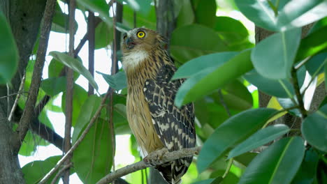 buffy fish owl perched on tree in hampstead wetlands park, singapore