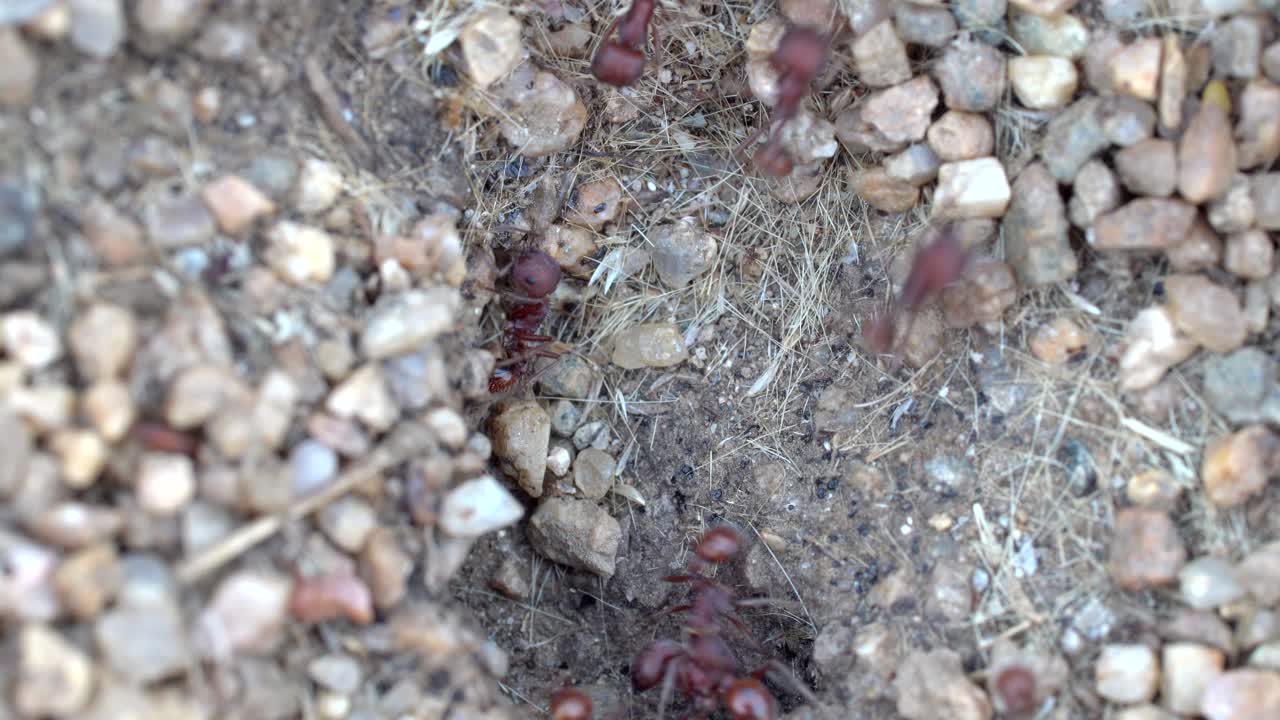 개미 교통 흐름의 근접 촬영 영상