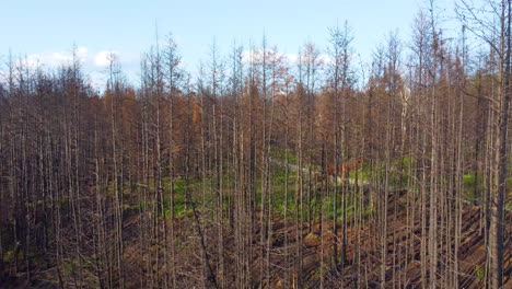 Aerial-drone-above-dry-forest-leafless-trees-in-Autumn-clear-sky,-Toronto-Canada