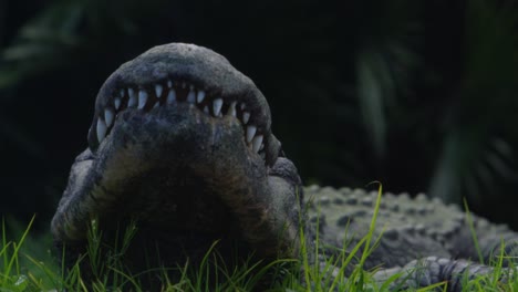 alligator sun bathing in jungle pan from leaves to head