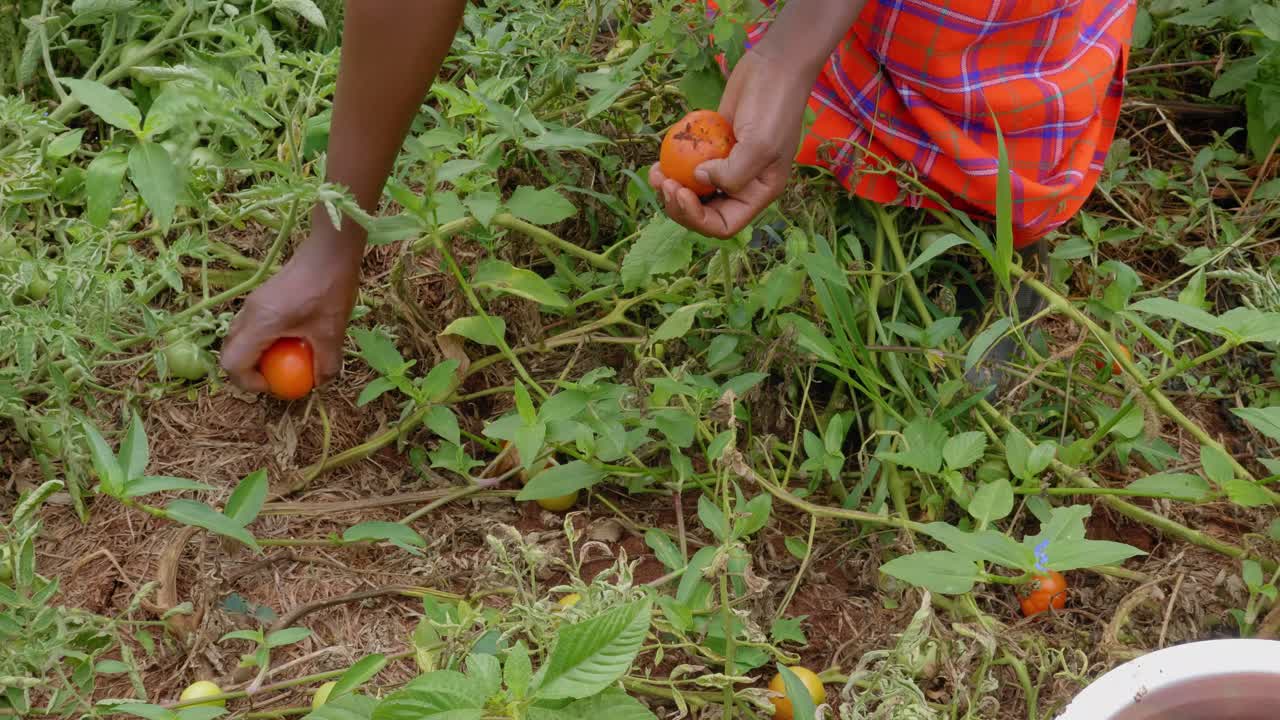 un primer plano de las manos de una mujer africana recogiendo tomates frescos