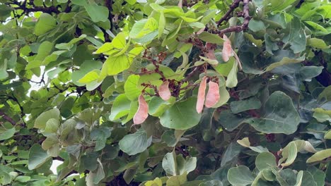 camera circling around the palash tree showing the fruit it produces a fruit that is a pod, typically 15-20 cm long and 4-5 cm broad. these pods are flat and oblong
