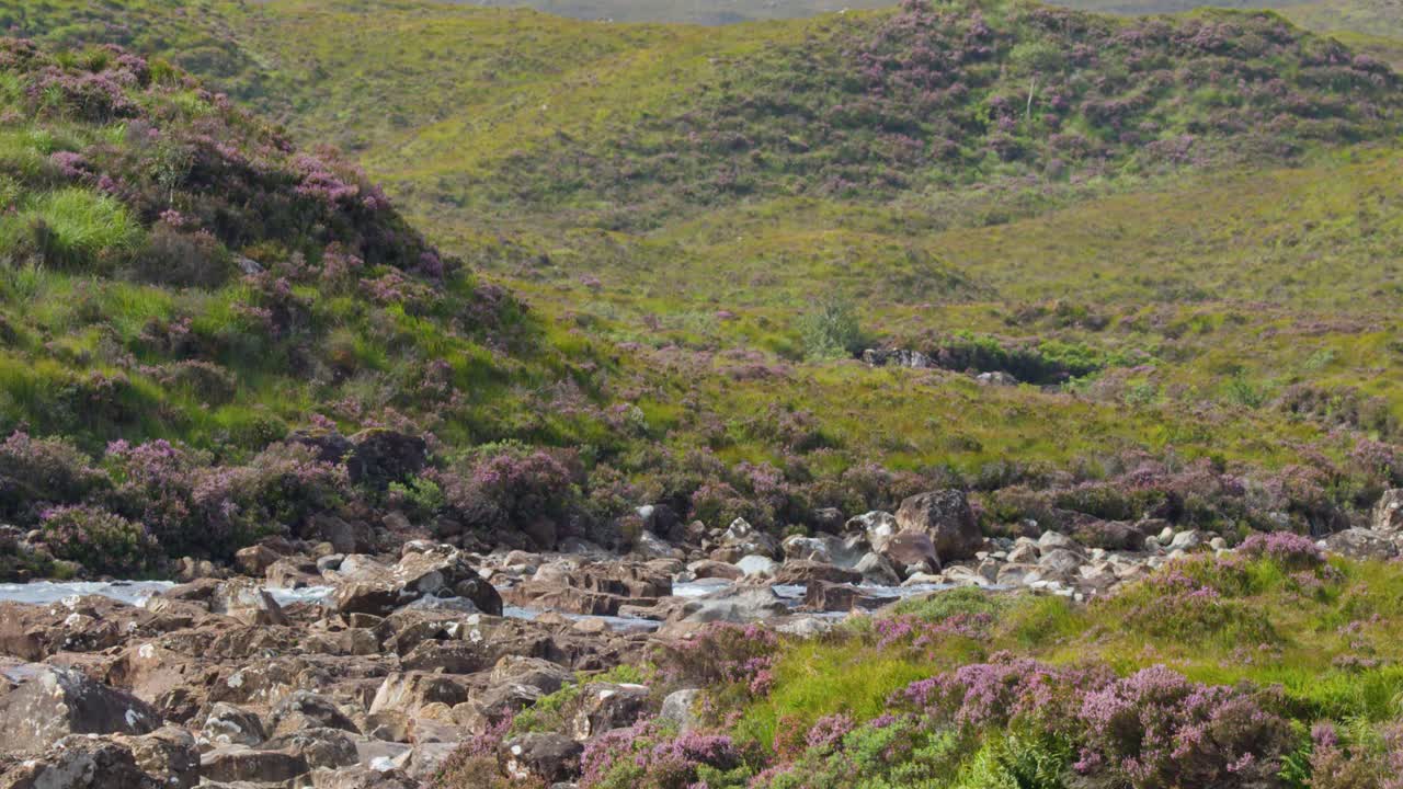 Clear river rapids traverse rocky moorland with blooming purple heather under bright natural daylight