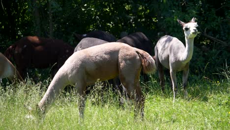 Gruppe-Wilder-Alpakas,-Die-An-Sonnigen-Tagen-In-Der-Natur-Auf-Der-Weide-In-Der-Wildnis-Grasen