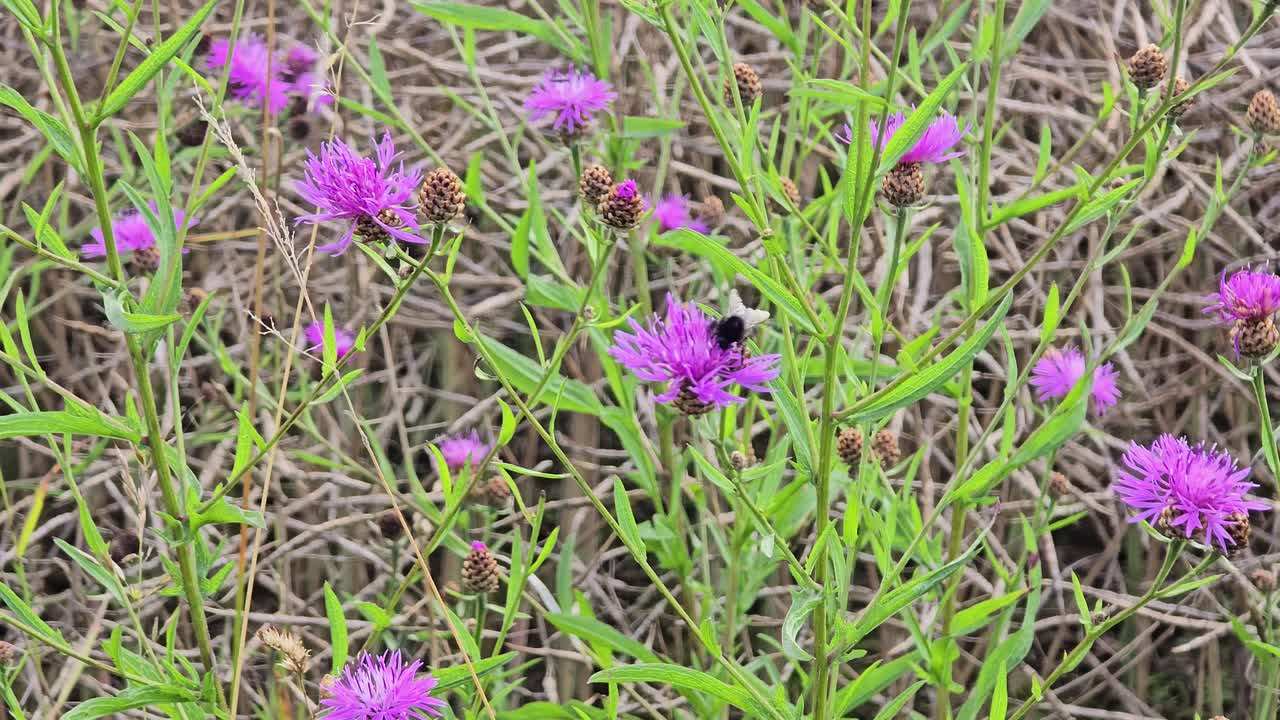 Purple knapweed flowers moving softly in summer meadow breeze