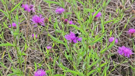 purple knapweed flowers moving softly in summer meadow breeze