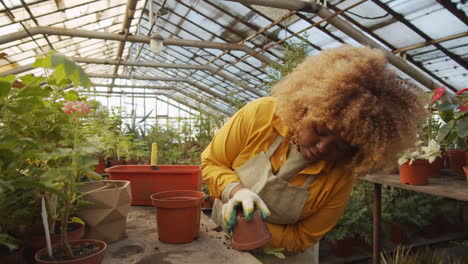 african american woman repotting plant in greenhouse
