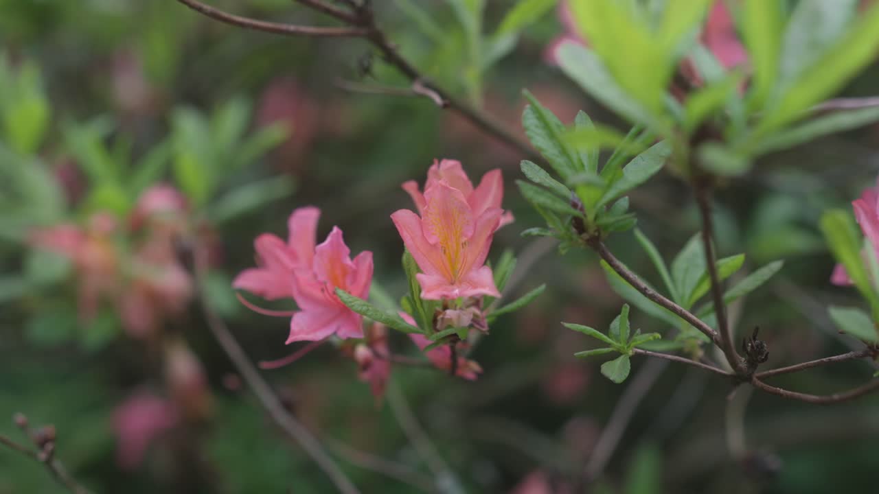Azalea Quiet Thoughts, Viscosum azalea, pink blossom in full bloom, vibrant spring shrub with delicate flowers, lush greenery surrounding the flowering bush