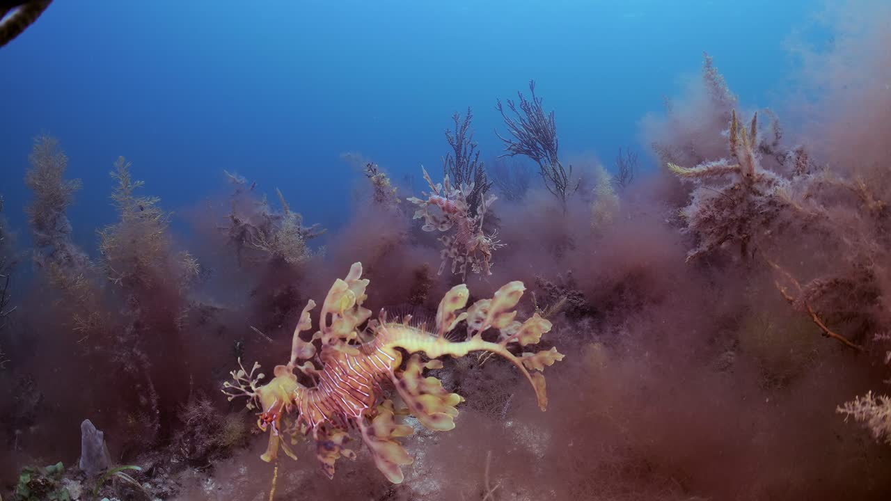 알을 가진 잎이 많은 바다 용 4k 슬로우 모션 사우스 오스트레일리아