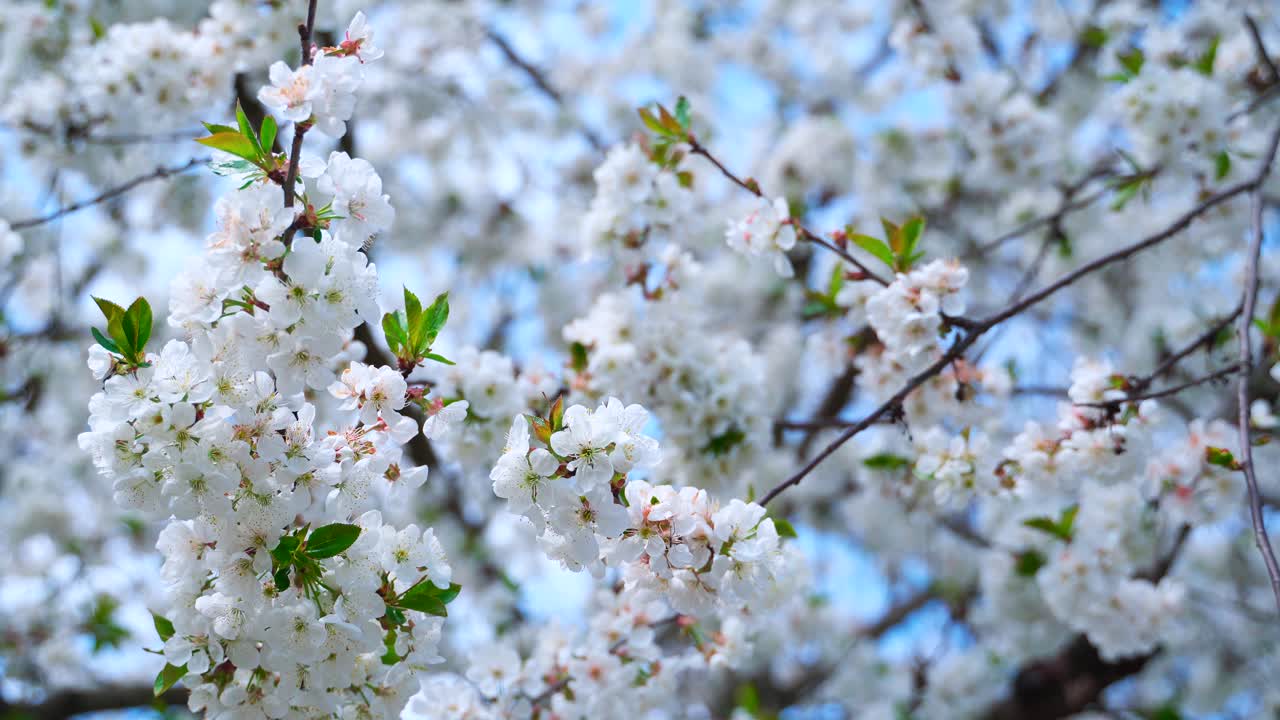 Spring cherry branches with white flowers and young green leaves