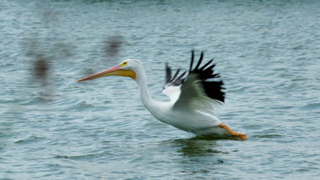 pelican flying over water