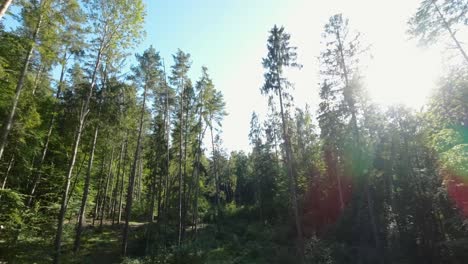 toma aérea inclinada hacia arriba de la brillante luz del sol en el cielo que brilla entre los árboles del bosque en el desierto