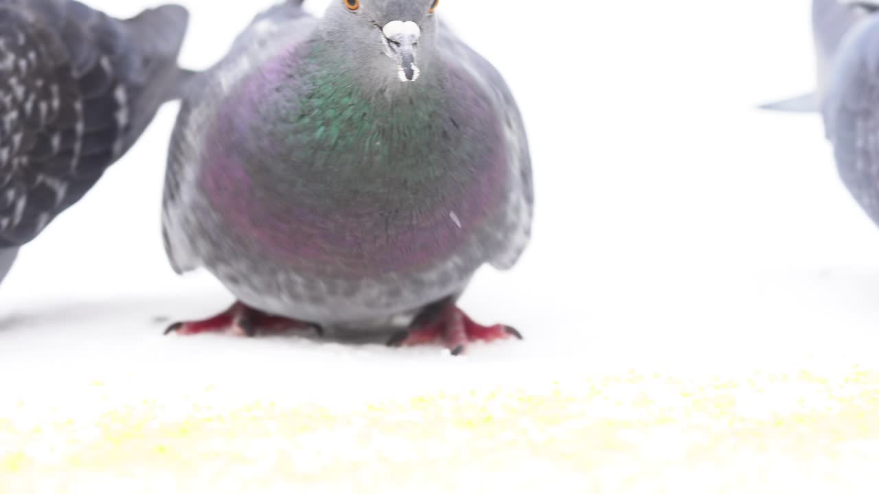 눈 속의 비둘기