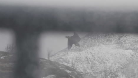 predatory eagle catching fish at lofoten norway slow motion