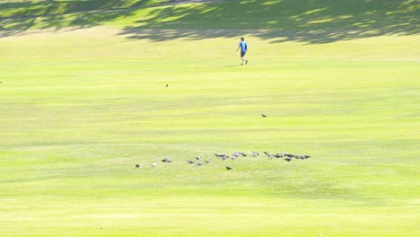 open-space-big-lawn-grass-in-the-park-with-birds-on-the-gound-and-pedestian-walking,-bikers-passing-by