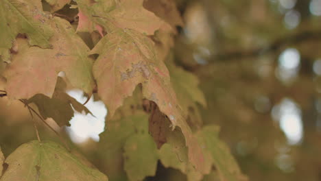 fall-leaves-high-speed-slow-motion