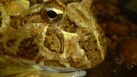close-up of a spotted frog's head